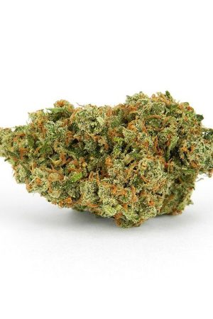 Jack Herer Marijuana Strain