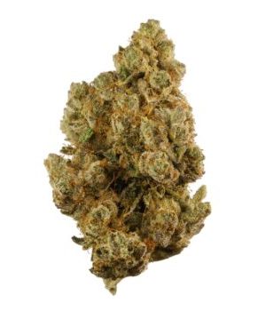Chocolate OG Weed Strain