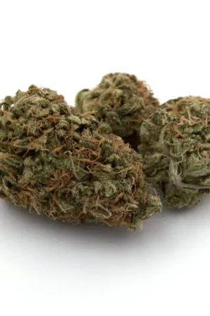 Dutch Cheese Cannabis Strain