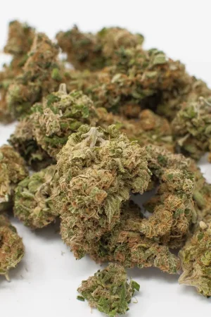 Chocolate Thai Marijuana Strain