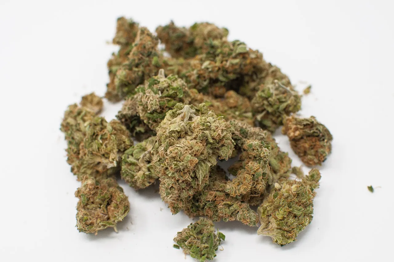 Chocolate Thai Marijuana Strain