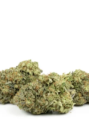 GMO Cookies Cannabis Strain