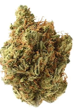 Amnesia Haze Marijuana Strain